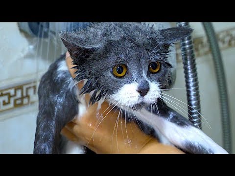 从来没见过洗澡能这么乖的现实版“汤姆猫”！