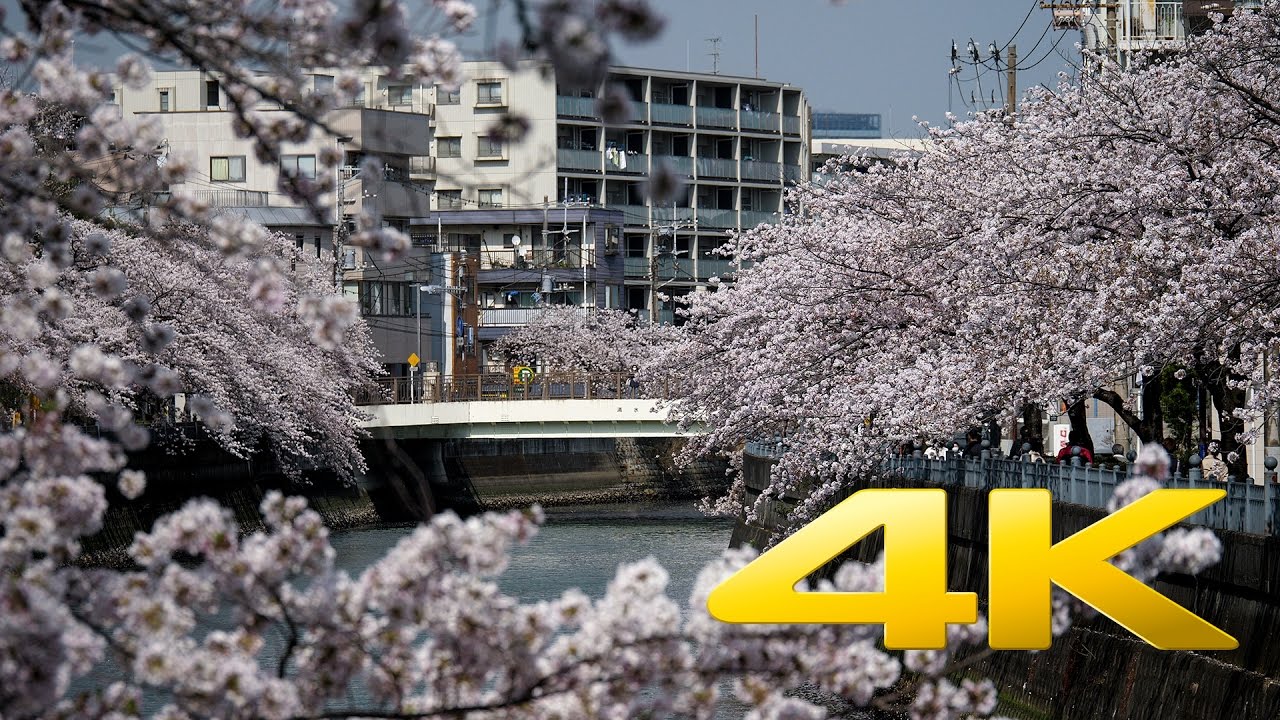 Ooka River Cherry Blossoms