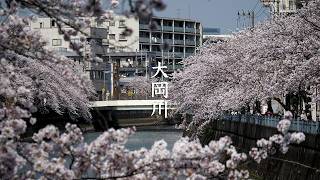 Ooka River Cherry Blossoms video preview
