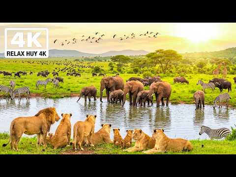 African Wildlife 4K | Lions, Elephants & The Great Savannah | Wild Nature Film