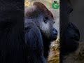ABC Giant Animals Song Alphabets Kids Song Learn Alphabets English And Animals For Kids Fun