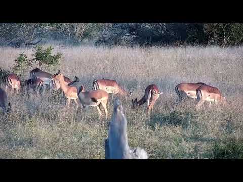 Djuma: Impalas - 16:54 - 07/31/2022