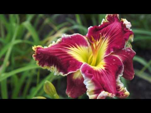 CHAN DOM VONGTHIRATH