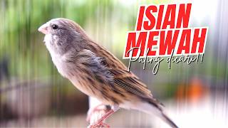 Download lagu CENGKOK MEWAH KESUKAAN JURI LOMBA! MASTERAN KENARI ISIAN BLACKTHROAT GACOR PALING DICARI mp3