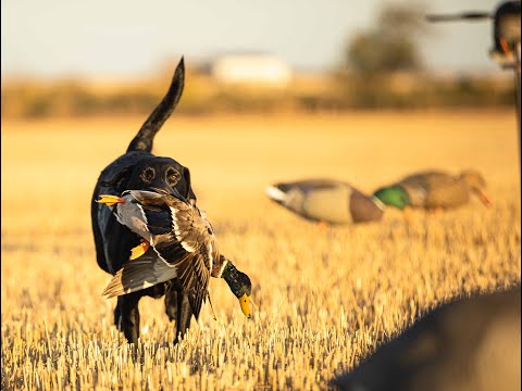 Ep 2  Afternoon duck teaser