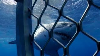 Sharks Love Death Metal | Bride Of Jaws