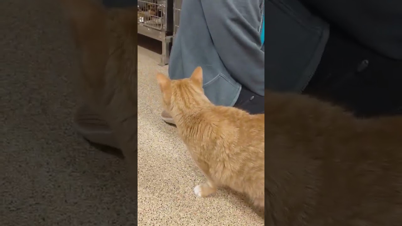 Enlarge Pikachu -- Courtesy Post, a Adoptable mixed breed in Frederick, MD video 2/5