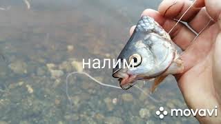 Ловля налима на куриные кишки