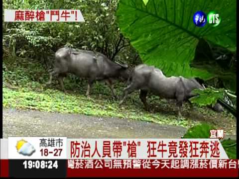 狂牛撞傷人! 防治所帶"槍"抓牛