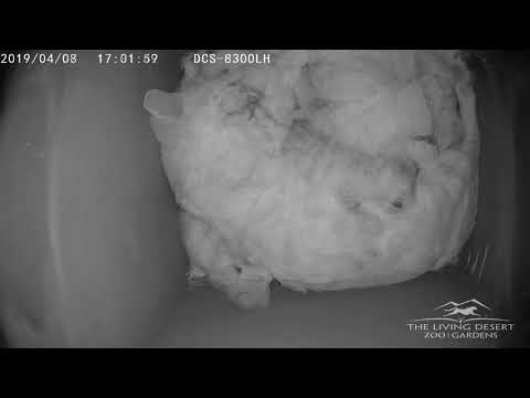 Sand Cat Kittens at The Living Desert