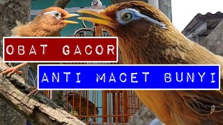 Download lagu SUARA PIKAT WAMBI GACOR PENGHIAS TERAS RUMAH mp3