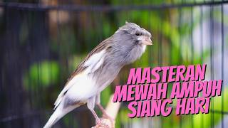 Download lagu KENARI GACOR ISIAN MEWAH IDOLA - MASTERAN KENARI ISIAN BLACKTHROAT GACOR MERDU MUDAH DITIRU mp3