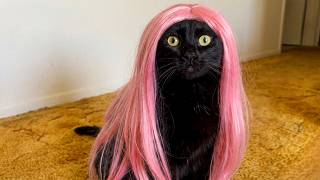 Funniest Pets of 2026 😂 BEST Animal Videos 