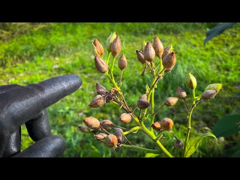 Episode 19 - Harvesting Tobacco Seeds Part 1 (September 21)