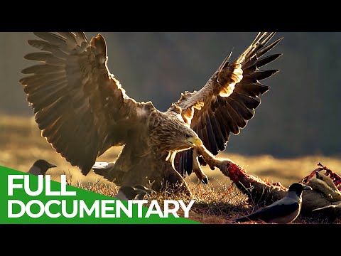 The Sea Eagle King of the Seas