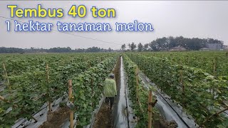Download lagu Tak Ada Sortir Buah,1 Hektar Melon Tembus 40 ton mp3