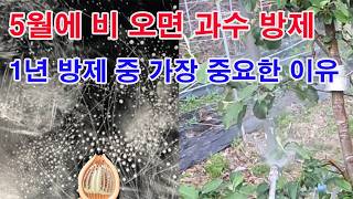 5월에 비 오면 과수 방제!!! 1년 방제 중 가장 중요한 이유, 그리고 방제 방법(과수 병충해 방제, 탄저…