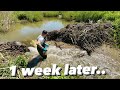 What Happened 1 Week After Dam Removal ?