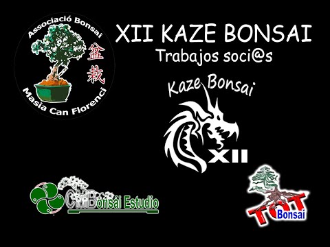 XII KAZE BONSAI 2023