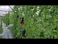 SIMPLE HOSE TOOL FARMERS USE TO WATER BITTER GOURD PLANTS EFFICIENTLY Agriculture Farming