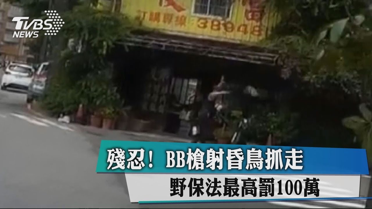 殘忍!BB槍射昏鳥抓走 野保法最高罰100萬