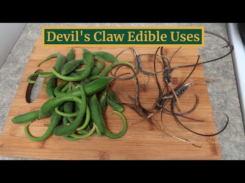 Devil's Claw Part 2- Cooking the Pods and Processing Edible Seeds