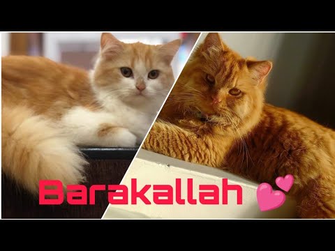 It's time to freshen up| My Cats' Daily Routine Cleanup| Ginger & Zoe| Mr & Mrs Kannur