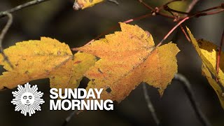 Nature: Autumn colors