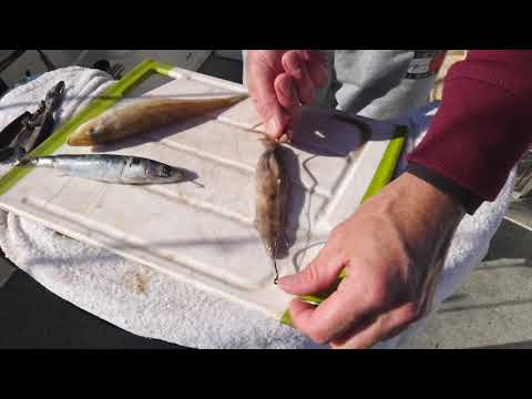 Lee Rayner's Tips - Rigging a squid