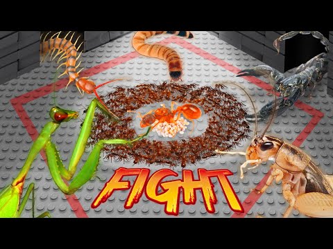 Survival Battle: The Ant Army vs 5 Terrifying Predators! 🐜😱ANTTREK