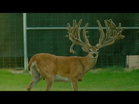 MVP Whitetails presents Major League & Supreme | Deer Farming