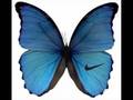 Reflected - Butterfly 