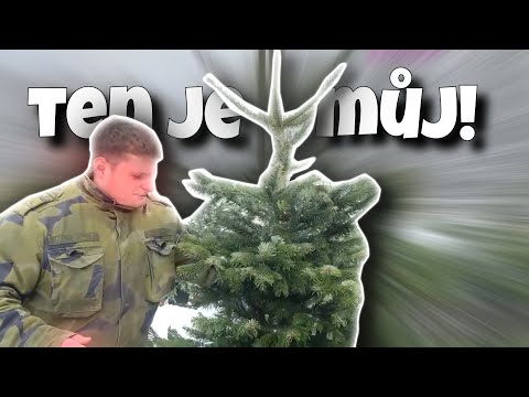 Vybíráme stromek na vánoce