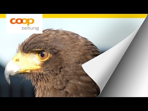 Falknerei - Norbert Wyssen zeigt die Beizjagd