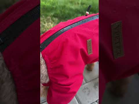 Дождевик комбинезон для собак со шлеёй на змейке, водотталкивающий, светоотражающий - фото 3 - id-p2340676184