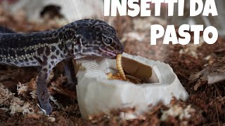 INSETTI DA PASTO  _ 5 MODI PER FARLI DURARE DI PIÙ 