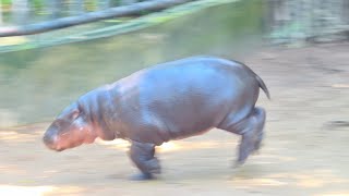 โตแล้วก็ยังพลิ้วอยู่😂 #หมูเด้ง #ดูอะไรดี #zoo #animals #ชลบุรี