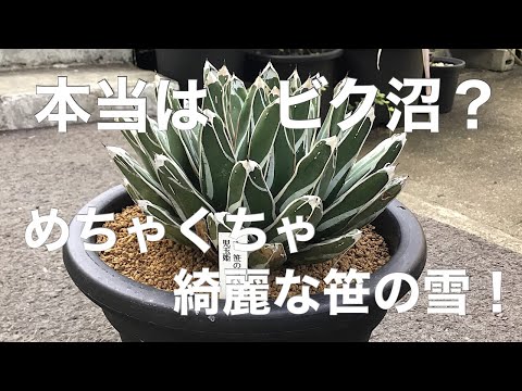 園芸 クイーンビクトリアアガベ
