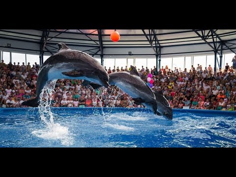 Дельфинарий Сочи парк. Полное видео представление.