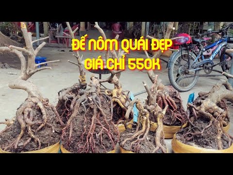 mai vàng đế nôm quái giá rẻ 24/4 📱 0857703620 Vân Bonsai đẹp quái chọn nhanh