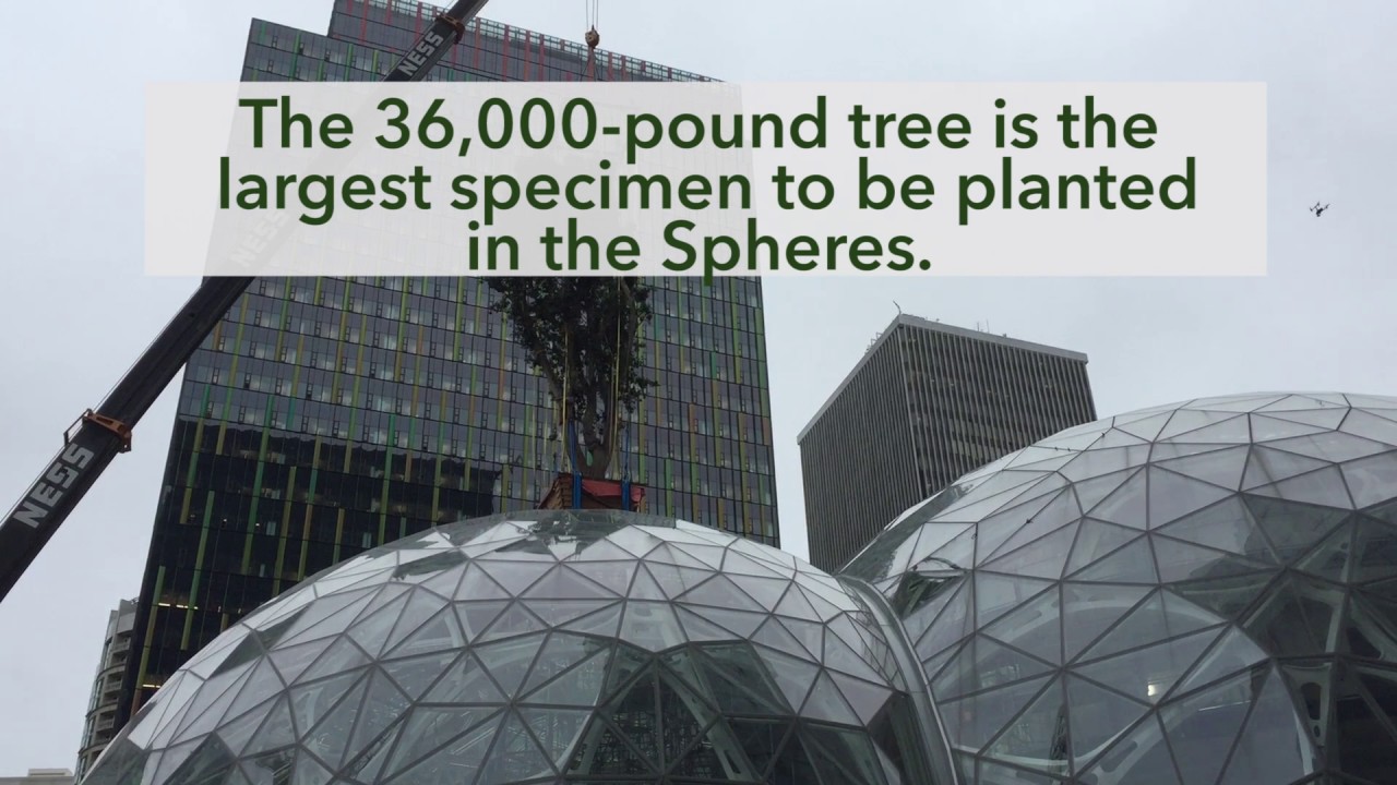Giant Tree is Hoisted Into the Amazon Spheres