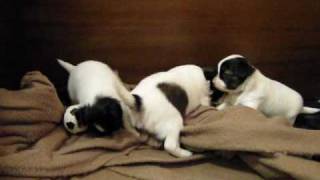 preview picture of video 'papillon puppies 4 weeks old'