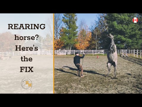 How to Stop a Horse from Rearing  |  Horse Training