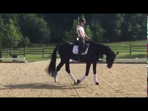 Oldenburger Hengst von Dante Weltino /Gribaldi