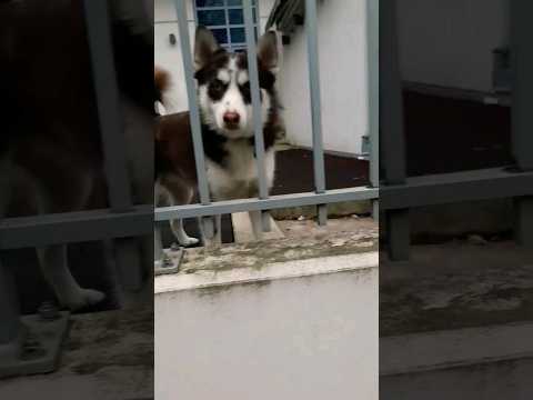 2Step Ed Sheeran Lil Baby ft Jacob the Pug #2step #edsheeran #lilbaby #pug #edsheerancover #sheeran