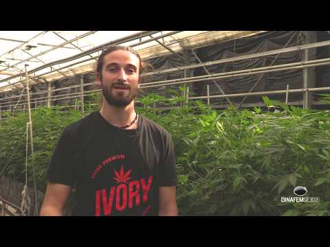 Joint venture with Ivory and Phytocann: production process of Dinamed Kush