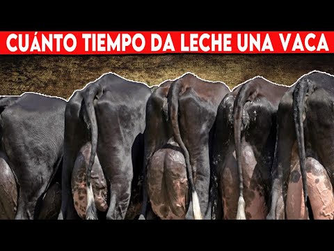 , title : '🔴 Cuánto Tiempo Da Leche Una Vaca Lechera, Descubre Todo Lo Que Necesitas Saber  ✅'