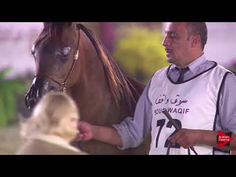 N.72 AMMAR AL AMMAR - 2019 Qatar International show - Yearling Colts (Class 4B)