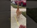 Stray Orange Cat Bites Me Shorts