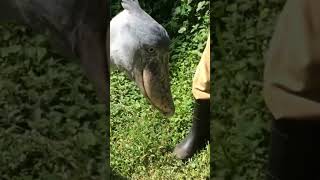 Download lagu Burung yang Bunyinya Seperti Senapan Mesin! #pendek mp3